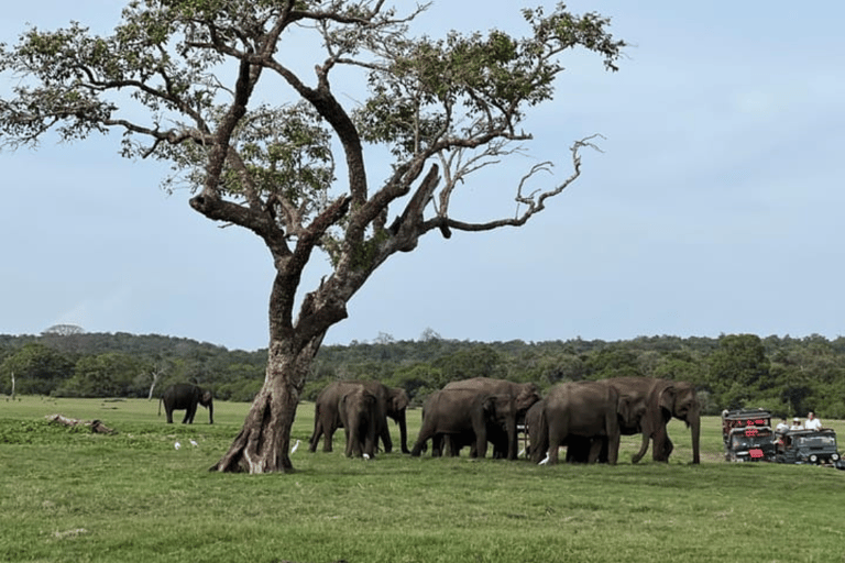 Minneriya National Park: Half-Day Evening Jeep Safari