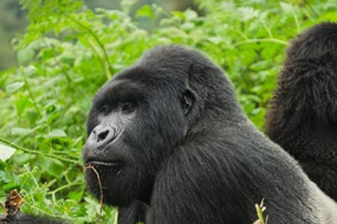 Ruanda: Faz um passeio de gorila no Parque Nacional dos Vulcões.