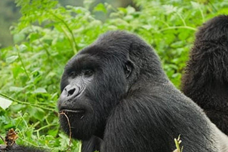 Ruanda: Faz um passeio de gorila no Parque Nacional dos Vulcões.