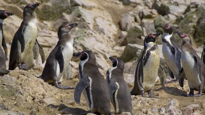 from san martin ballestas islands and paracas reserve