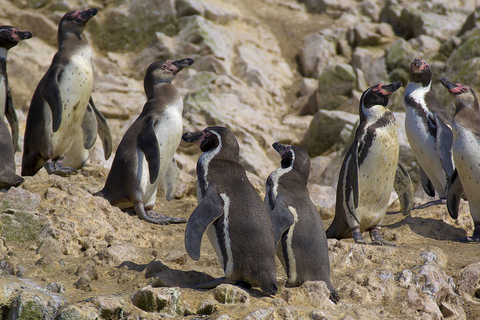 Ilhas Ballestas e Tambo Colorado a partir do porto de San MartinIlhas Ballestas e Tambo Colorado do porto de San Martin