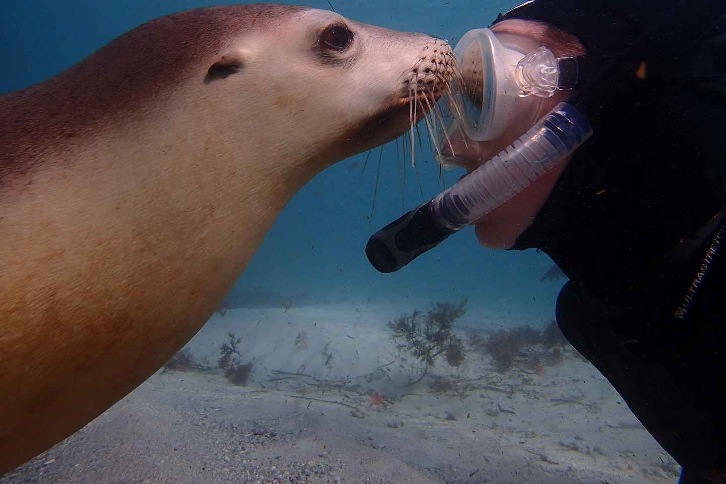 things to do in port lincoln | book a sea lion tour from port lincoln