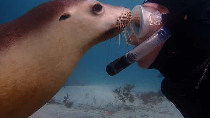 swim with sea lions halfday tour from port lincoln