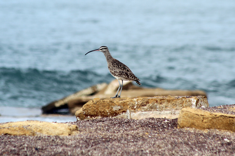 From San Martin Port: 3-Hour Paracas Reserve Tour