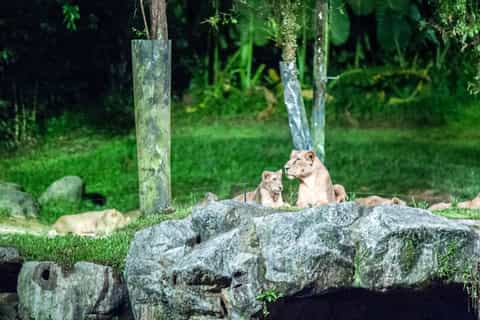 Night Safari Ticket, Priority Tram Ride & Return Transfer