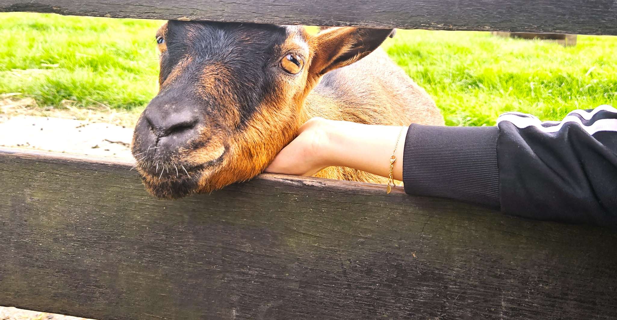 Amsterdam to Giethoorn & Zaanse Schans Small Group w/ Pickup photo 12