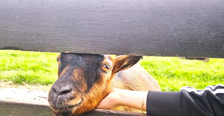 Amsterdam to Giethoorn & Zaanse Schans Small Group w/ Pickup photo 12