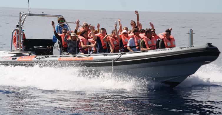 The BEST Funchal Swim With Dolphins 2023 FREE Cancellation GetYourGuide