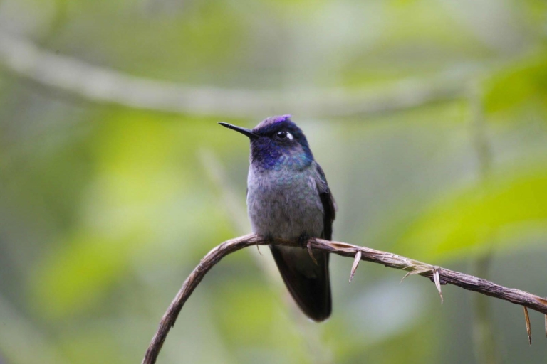 Ab San Jose: Ganztägige Costa Rica-VogelbeobachtungstourGanztägige Vogelbeobachtung - nur Tour