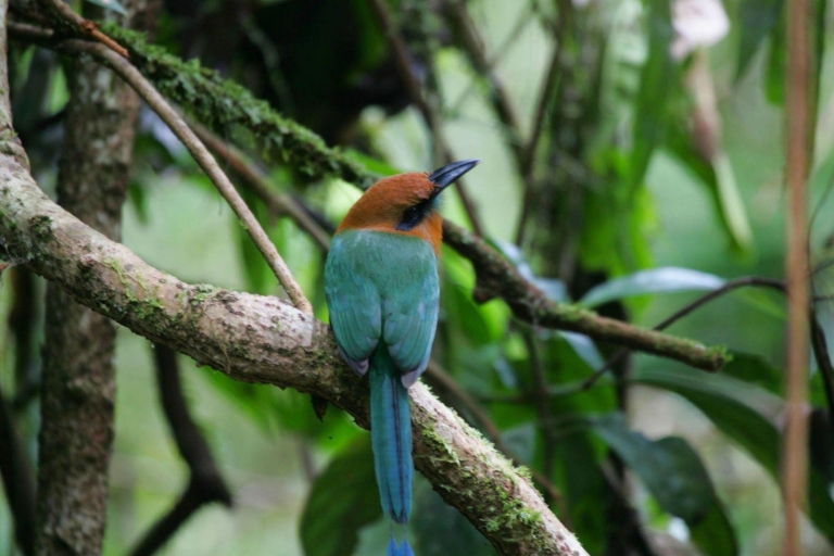 Ab San Jose: Ganztägige Costa Rica-VogelbeobachtungstourGanztägige Vogelbeobachtung - nur Tour