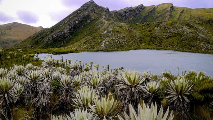 from bogota chingaza national park eco tour