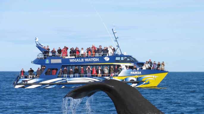 kaikoura whale watching premium day tour from christchurch