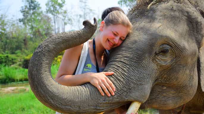 chiang mai elephant care at elephant retirement park