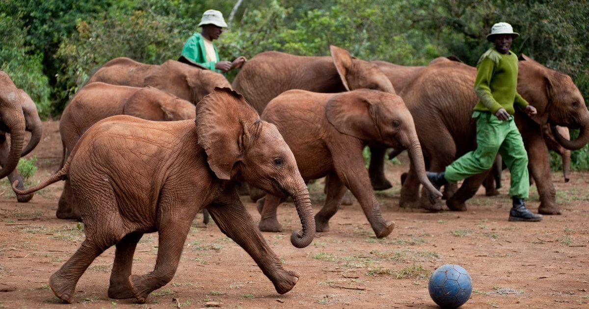 Nairobi National Park, Elephant Sanctuary and Giraffe Center GetYourGuide