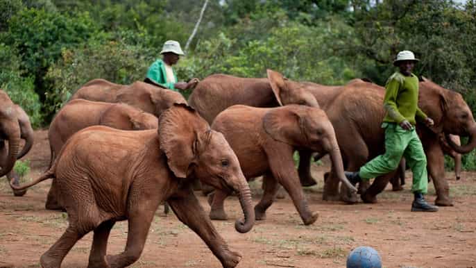 nairobi national park elephant sanctuary and giraffe center