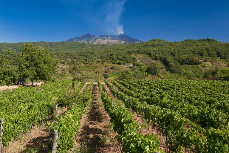Visite privée des trois meilleurs vignobles de l'Etna avec dégustationVisite privée de 3 vignobles de l'Etna au départ de Catane ou de Messine