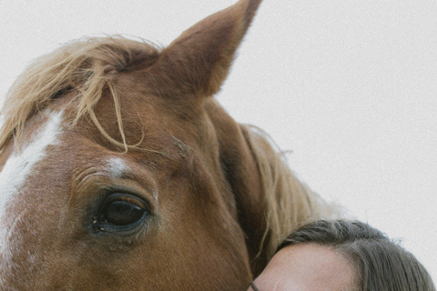 Gran Canaria: Transformative Experience with Horses: Connect and Enjoy Session Groups 5 to 10 people