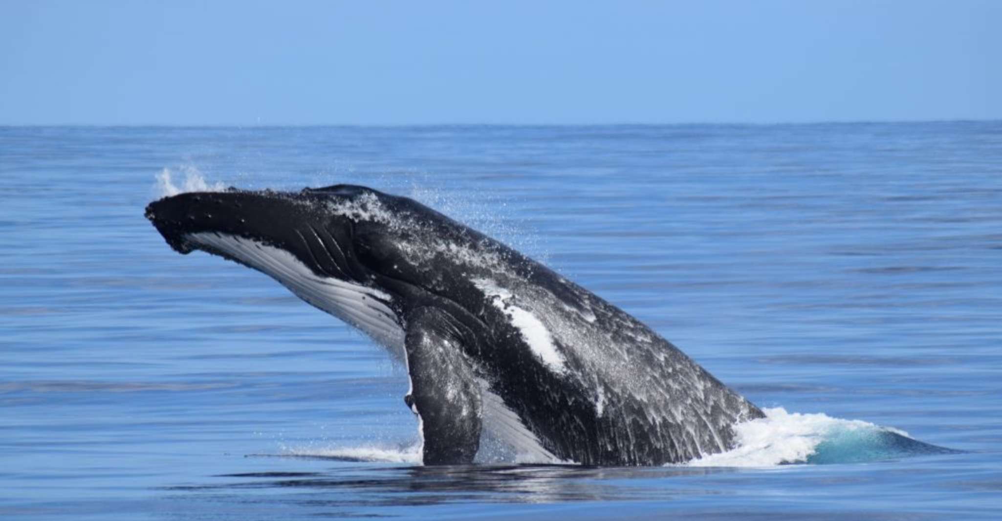 Crucero de observación de ballenas desde Busselton, Augusta o Dunsborough - Hizvo