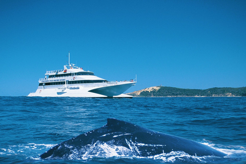 Moreton Island: Tangalooma Whale Watching & Dolphin Feeding