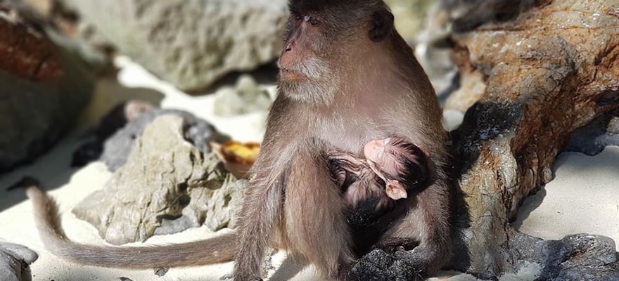 Safaris und die Tierwelt