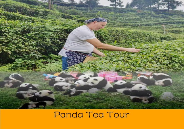 Visit Panda and Green Tea Making tour in Chengdu