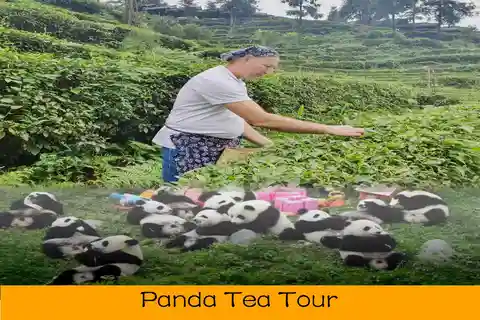 Recorrido por la elaboración del té verde y el panda