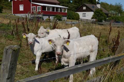 Markim-Orkesta: Historische Tour in schwedischer Landschaft