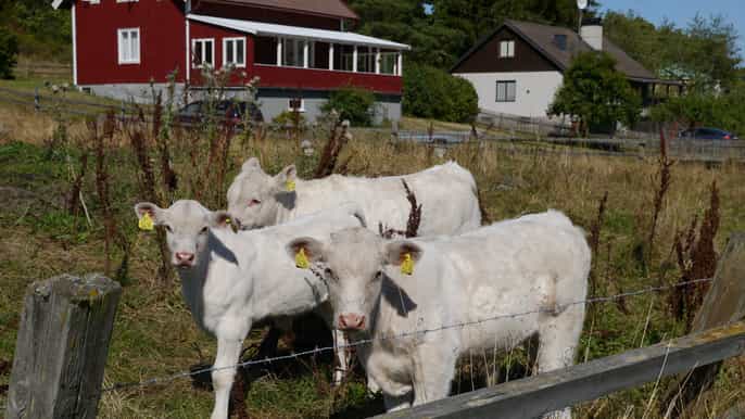 markimorkesta historische tour in schwedischer landschaft