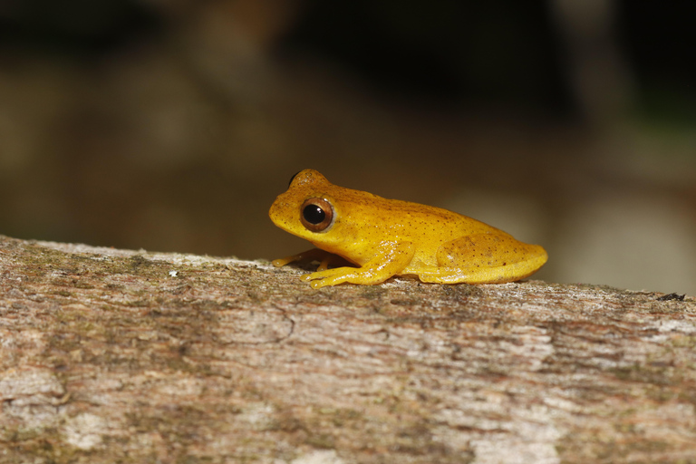 São Paulo: Forest Night Walk Tour with a Biologist