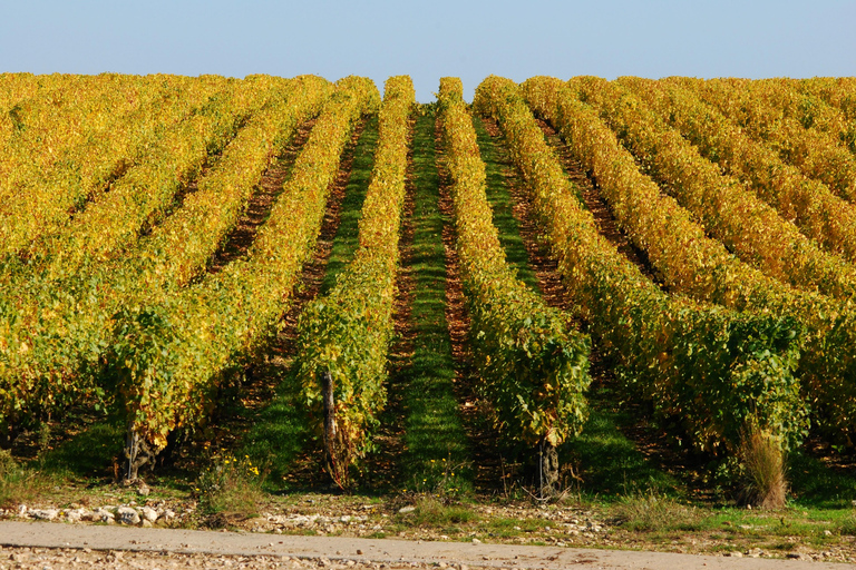 Tour de medio día del vino de Vouvray desde Tours