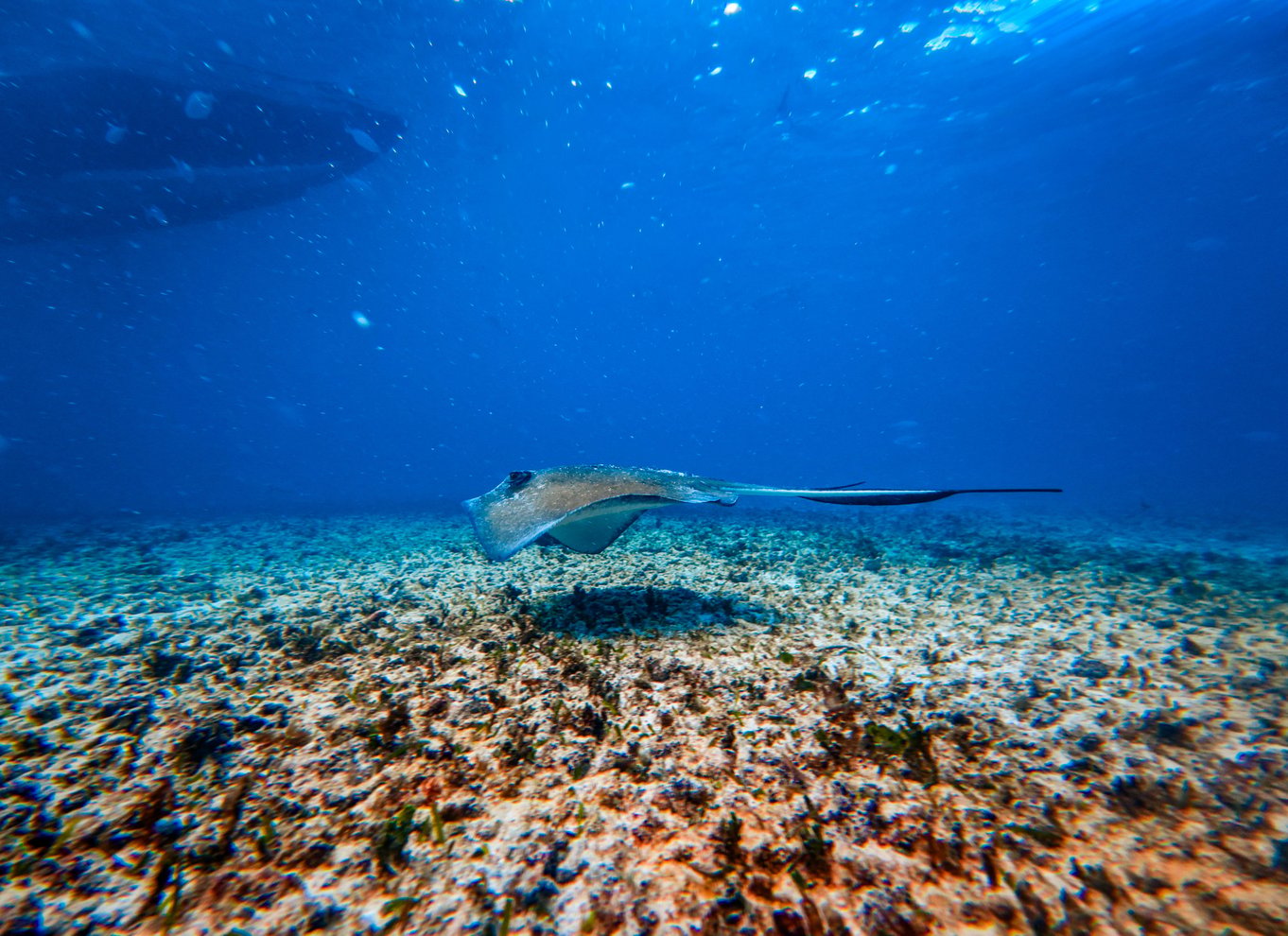 Tulum: Snorkling med skildpadder, koralrev og mayaruiner