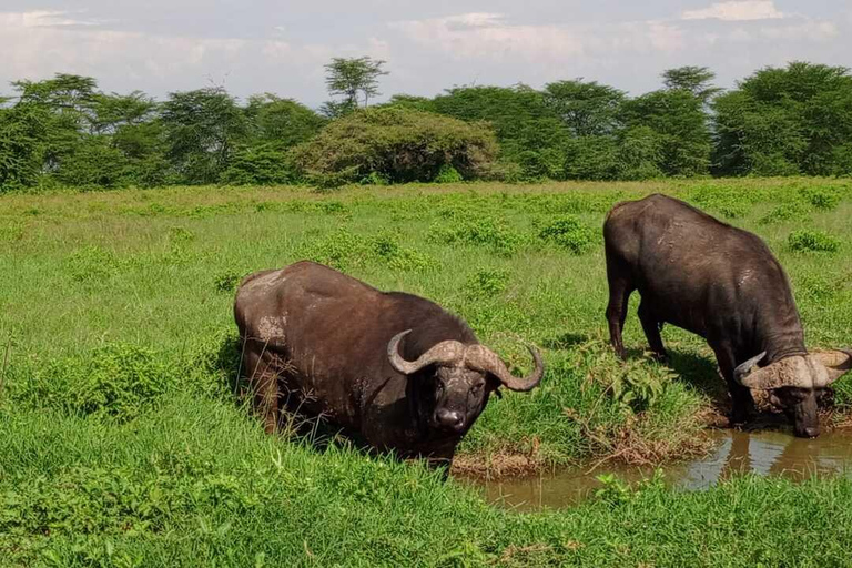 Promenade guidée d&#039;une demi-journée dans le parc national de NairobiConduite partagée pour le gibier