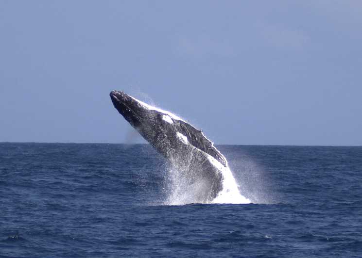 Moreton Island: Tangalooma Whale Watching & Dolphin Feeding