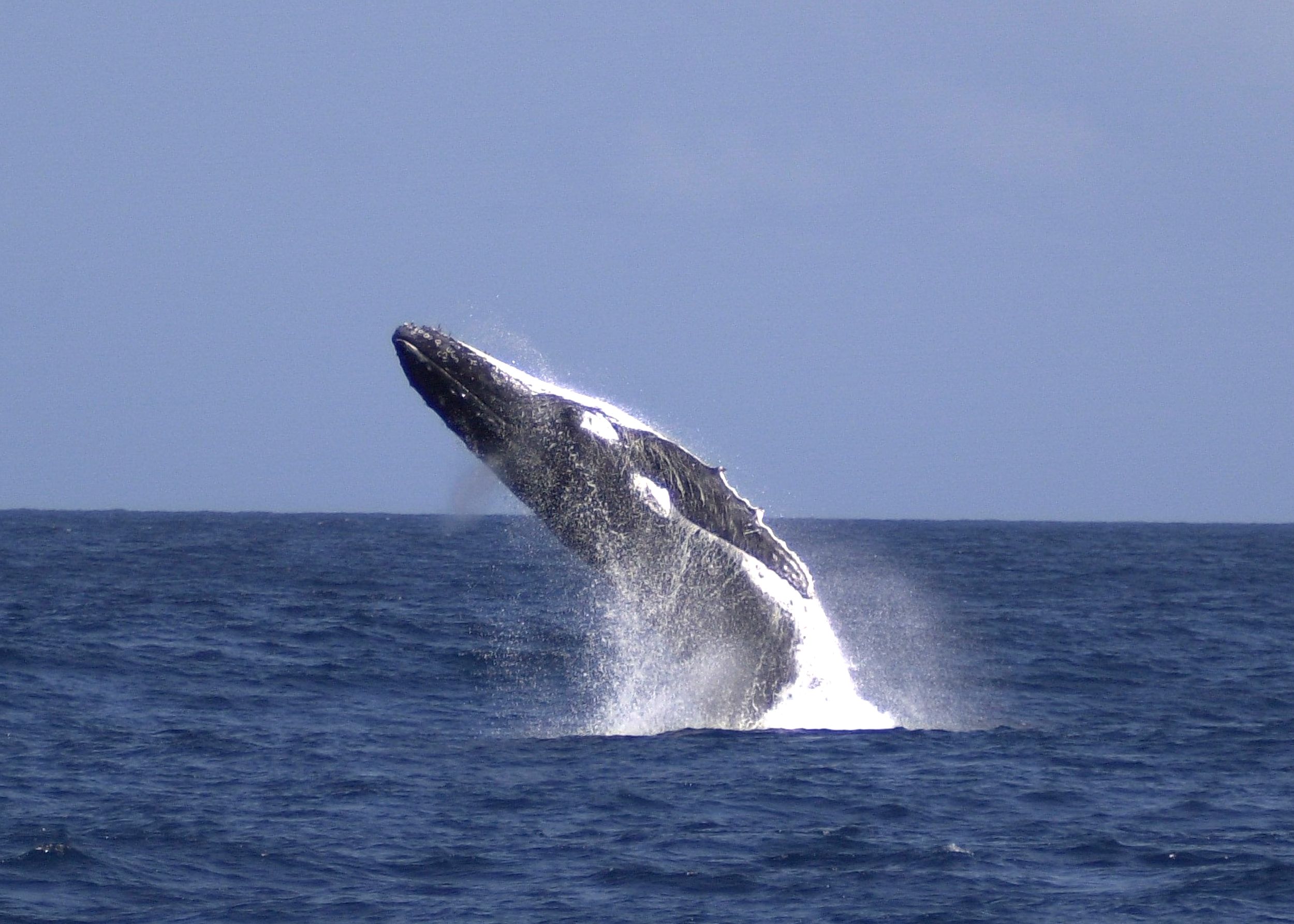 Moreton Island: Tangalooma Walbeobachtung & Delfinfütterung