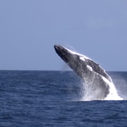 Moreton Island: Tangalooma Whale Watching & Dolphin Feeding