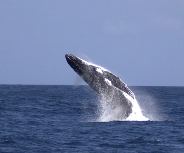 Moreton Island: Tangalooma Whale Watching & Dolphin Feeding