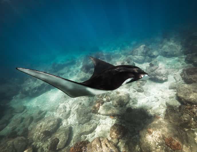 La Paz: Manta Ray Dive at La Reina | GetYourGuide