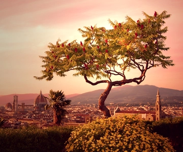 From Rome: Day Trip to Florence by High-Speed Train