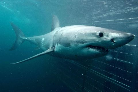 Kaapstad: Gansbaai Eco-vriendelijke Shark Cage Diving Cruise