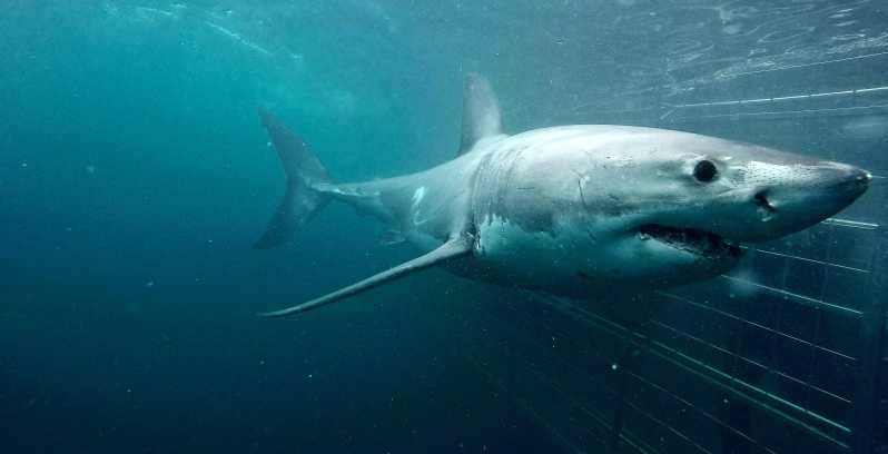Gansbaai: Umweltfreundliches Käfigtauchen mit Haien