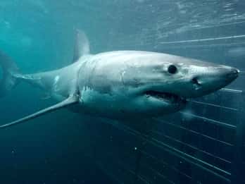 Kapstadt: Gansbaai Umweltfreundliches Haifischkäfig-Tauchen Kapstadt: Gansbaai Umweltfreundliches Haifischkäfig-Tauchen