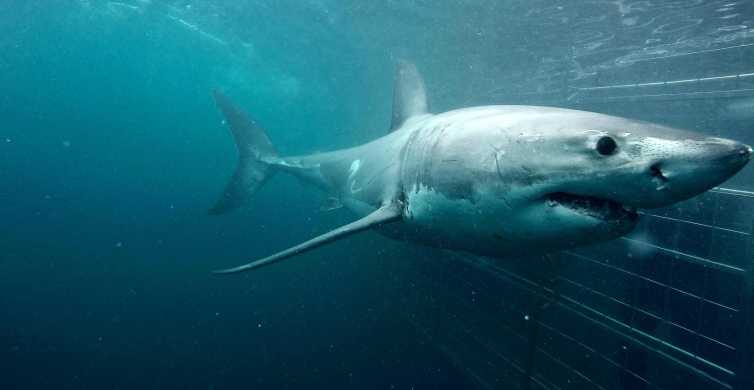 Cape Town Gansbaai Eco Friendly Shark Cage Diving Cruise GetYourGuide