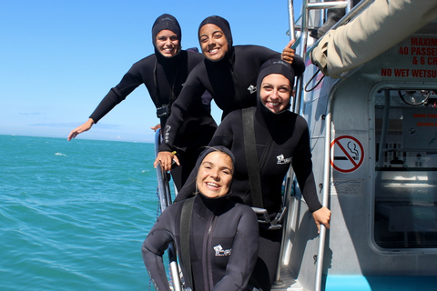 Buceo ecológico en jaula con tiburones en GansbaaiTour con punto de encuentro