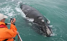 Gansbaai: Marine Big 5 Boat tour