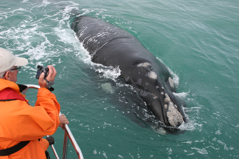 Gansbaai: Passeio de barco pelos Big 5 da MarinhaExcursão com Traslados saindo da Cidade do Cabo