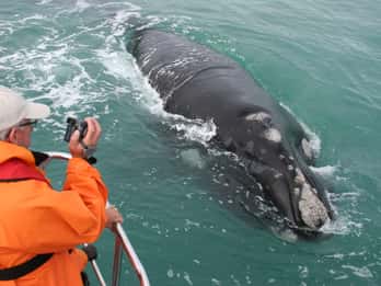 Ab Kapstadt: Marine Big 5 Tour in Gansbaai Ab Kapstadt: Marine Big 5 Tour in Gansbaai