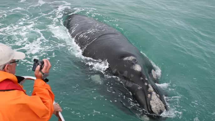 gansbaai marine big 5 boat tour