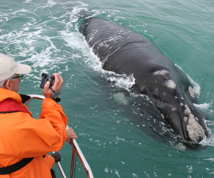 Gansbaai: tour in barca alla scoperta dei Big Five marini