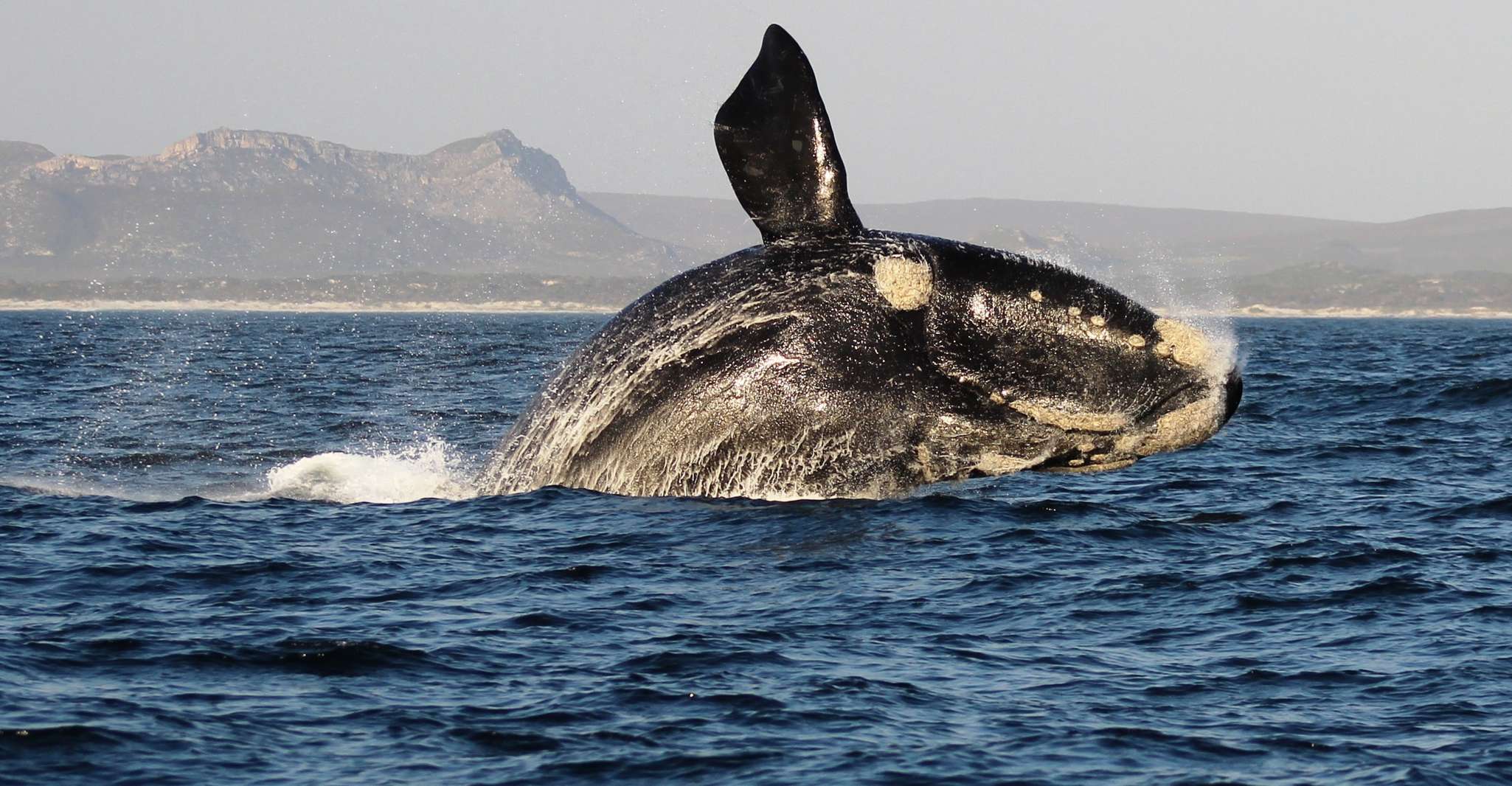 Gansbaai, Marine Big 5 Boat tour - Housity