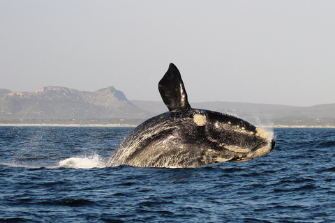 Gansbaai: Marine Big 5 Boat tour Tour with Transfers from Cape Town